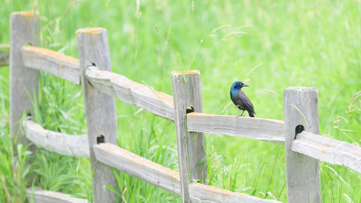 Common Grackle - ML620649695