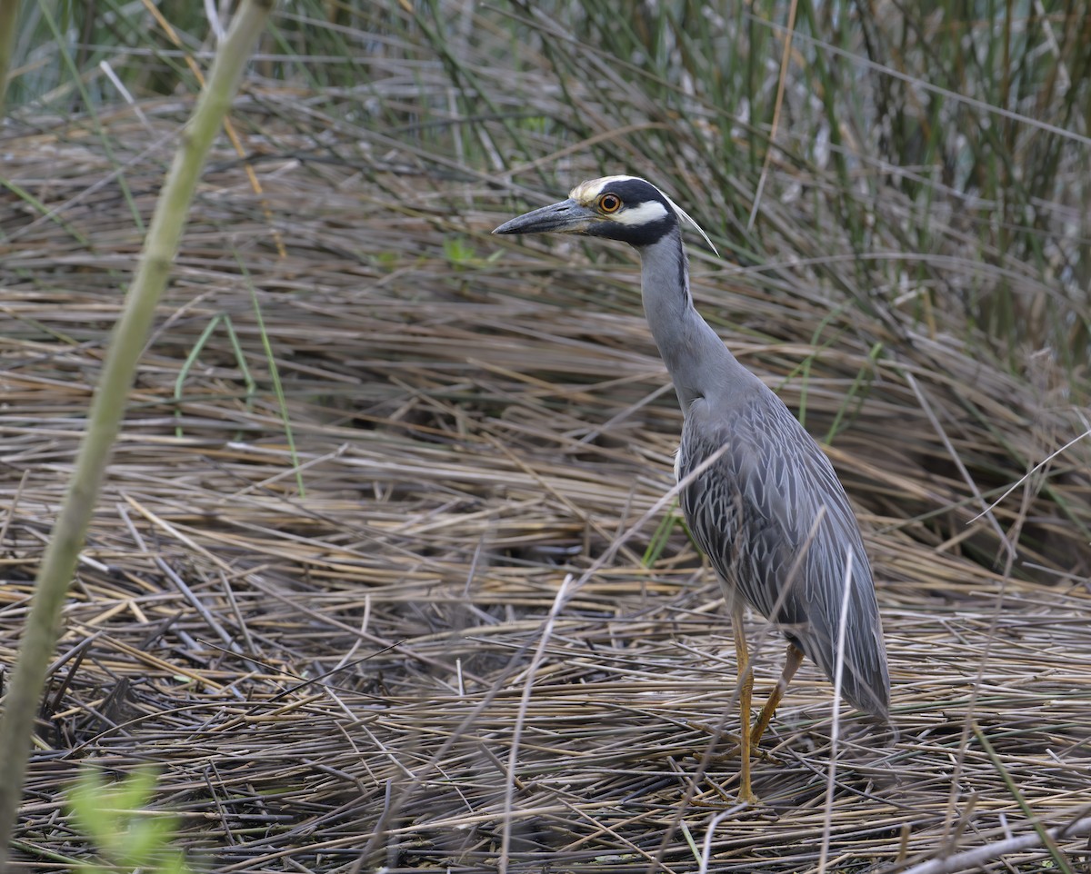 Yellow-crowned Night Heron - ML620649700