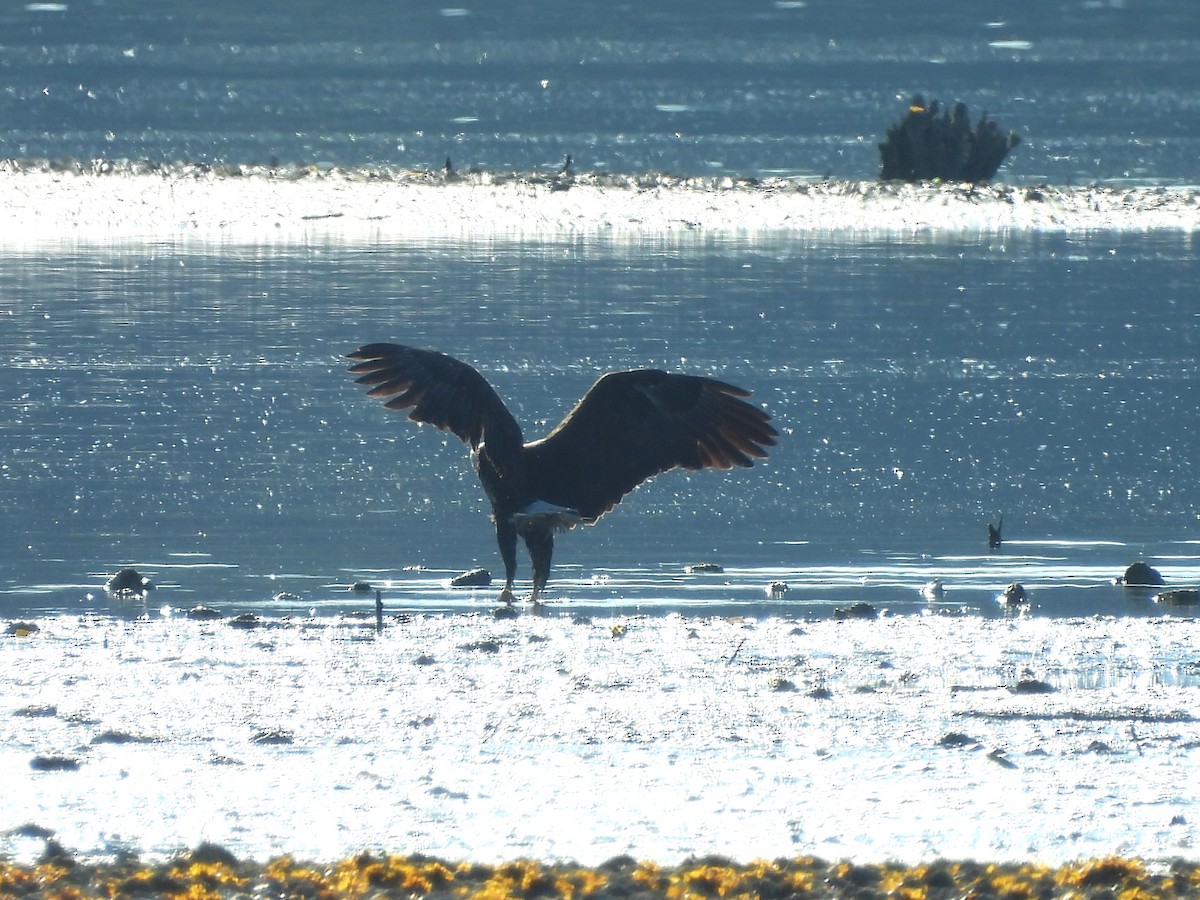 Bald Eagle - ML620649706