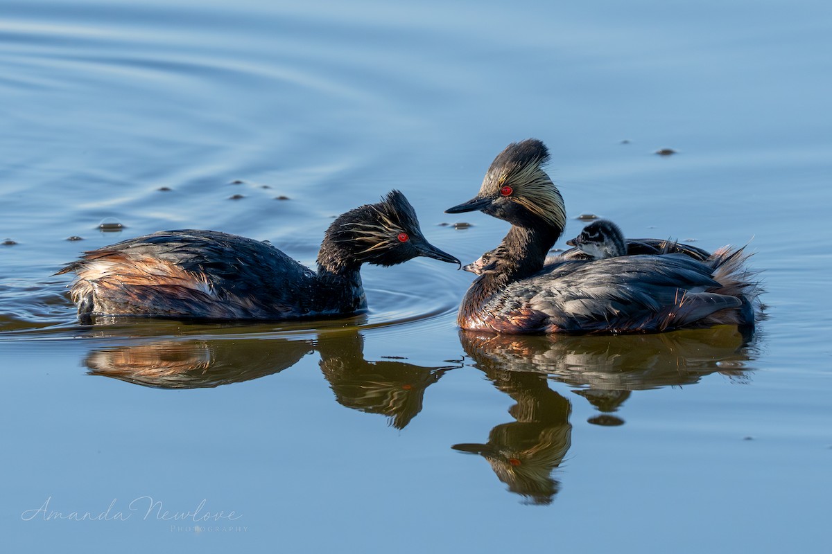 Eared Grebe - ML620649708