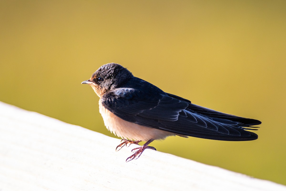 Barn Swallow - ML620649709