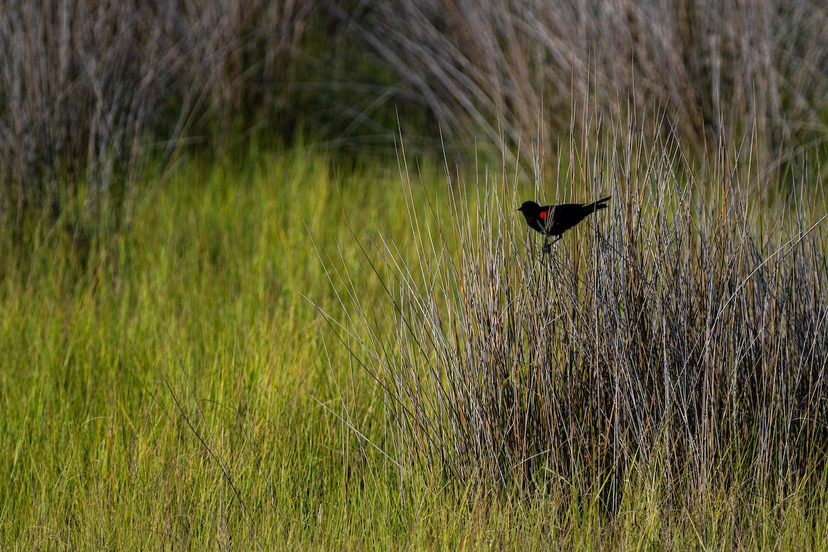 Red-winged Blackbird - ML620649717