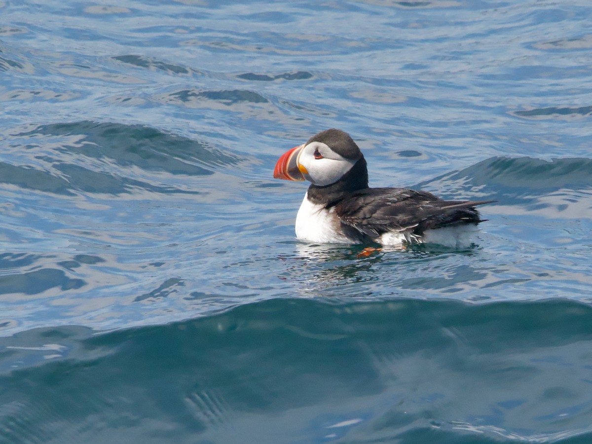 Atlantic Puffin - ML620649726