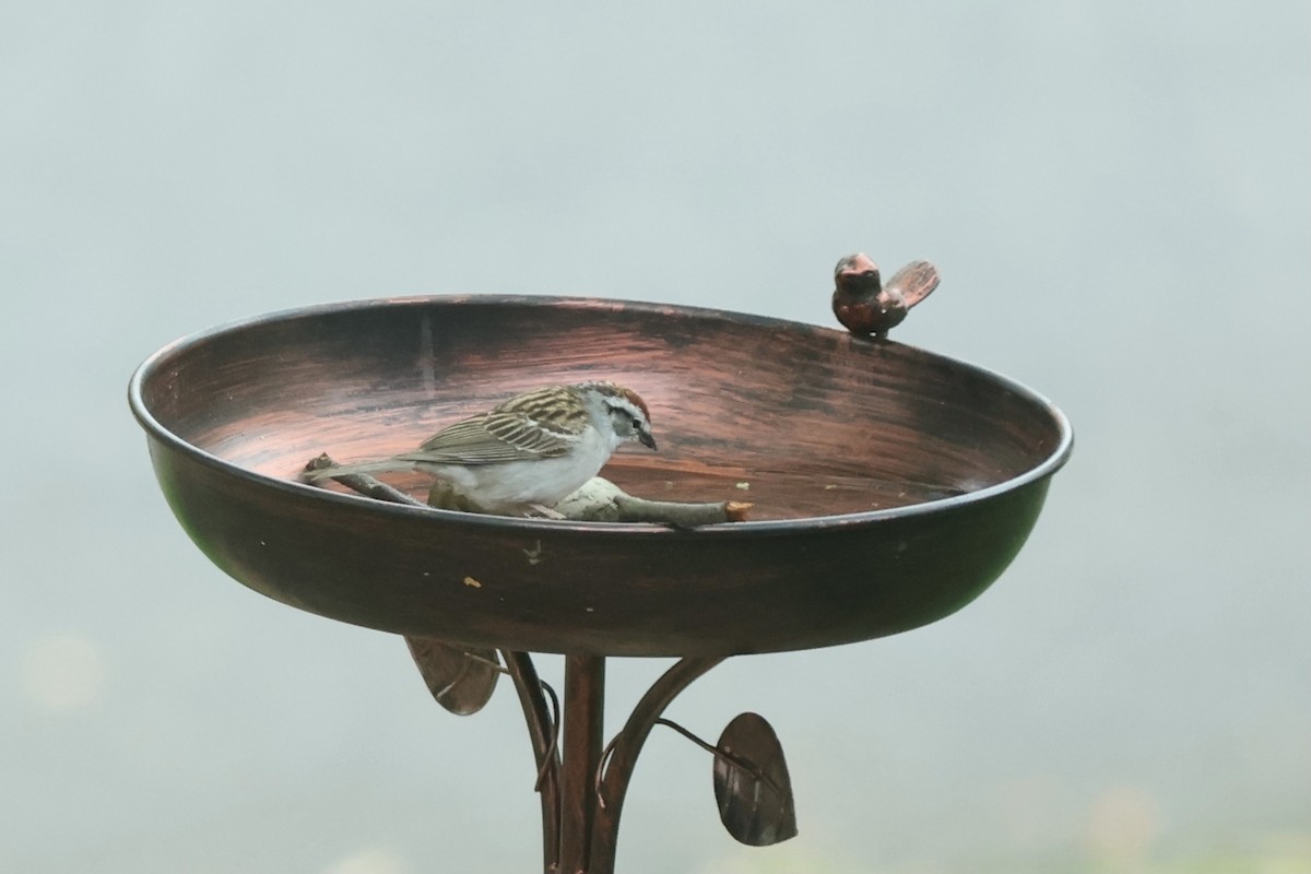 Chipping Sparrow - ML620649728