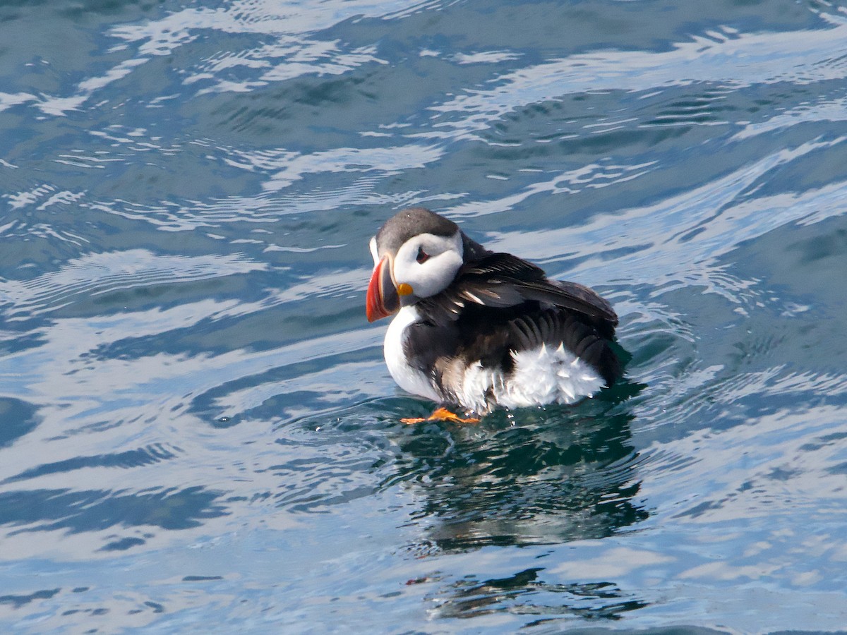 Atlantic Puffin - ML620649732