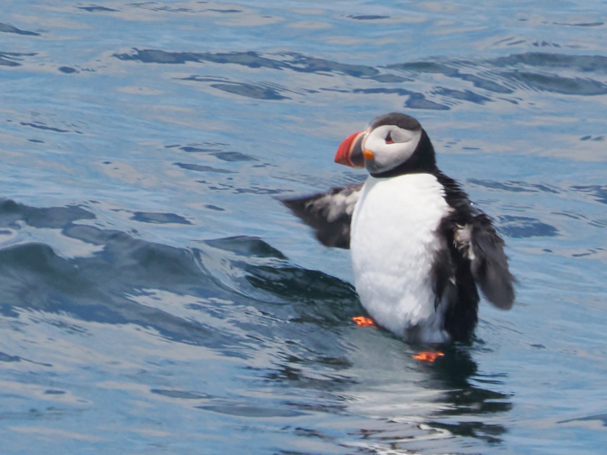 Atlantic Puffin - ML620649734