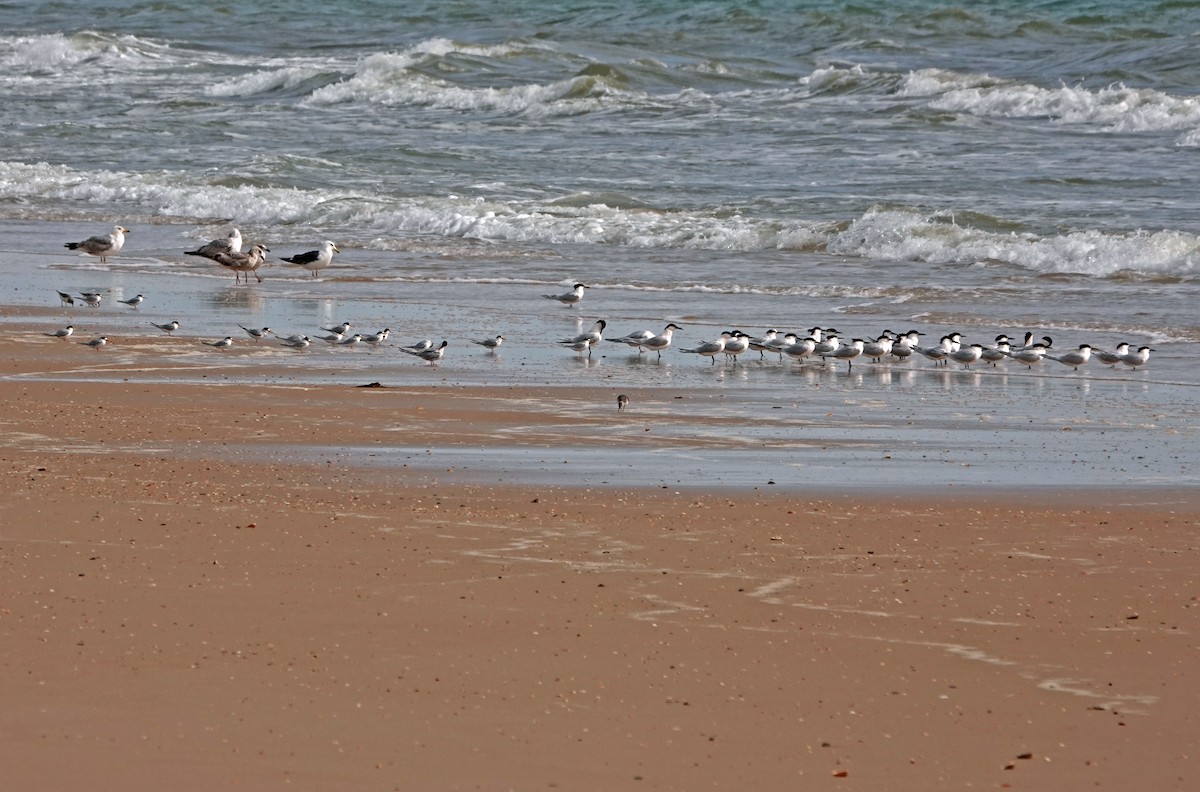 Little Tern - ML620649736