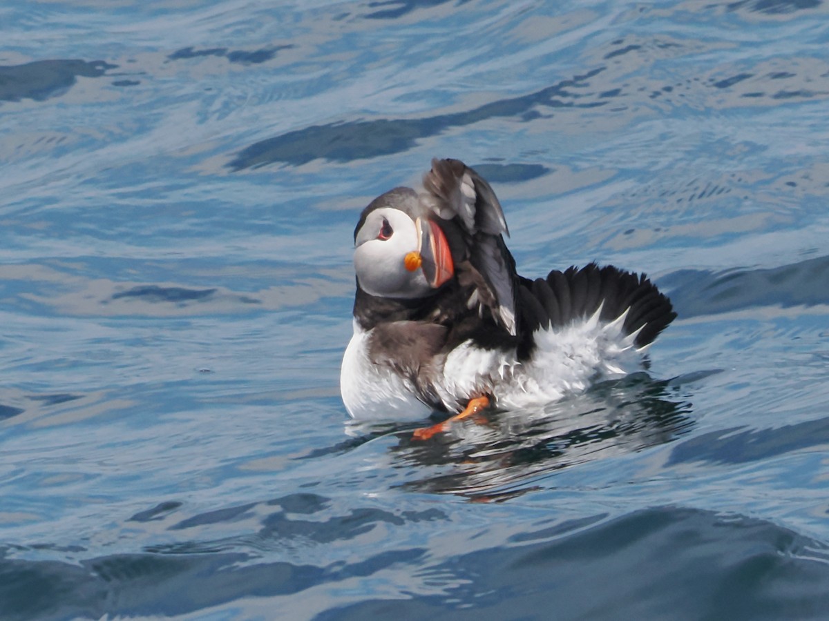 Atlantic Puffin - ML620649739