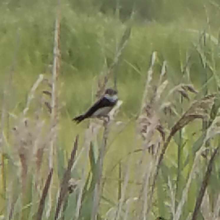 Bank Swallow - Ian Teaell