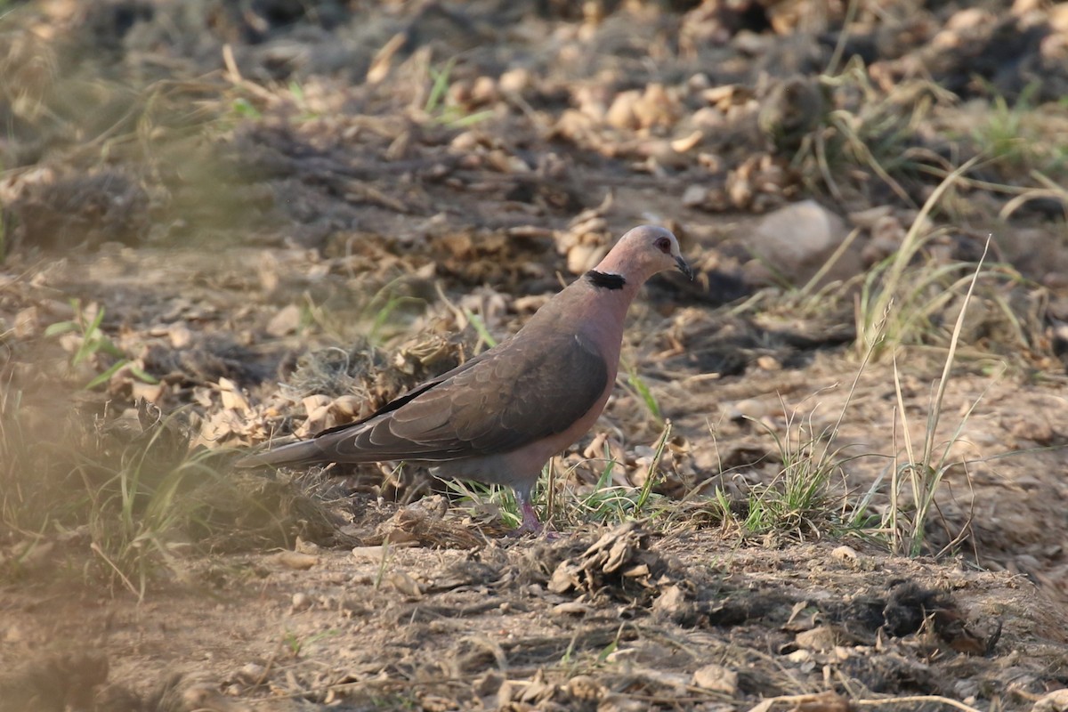 Red-eyed Dove - ML620649745