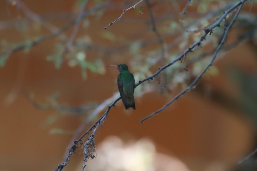 Buff-bellied Hummingbird - ML620649746