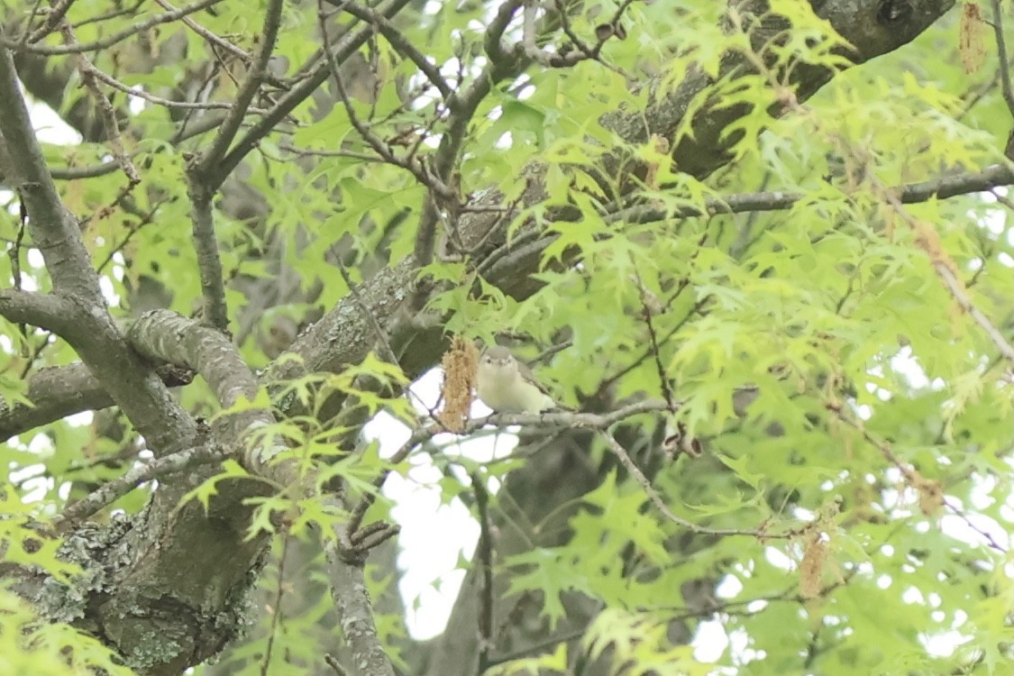 Warbling Vireo - ML620649749