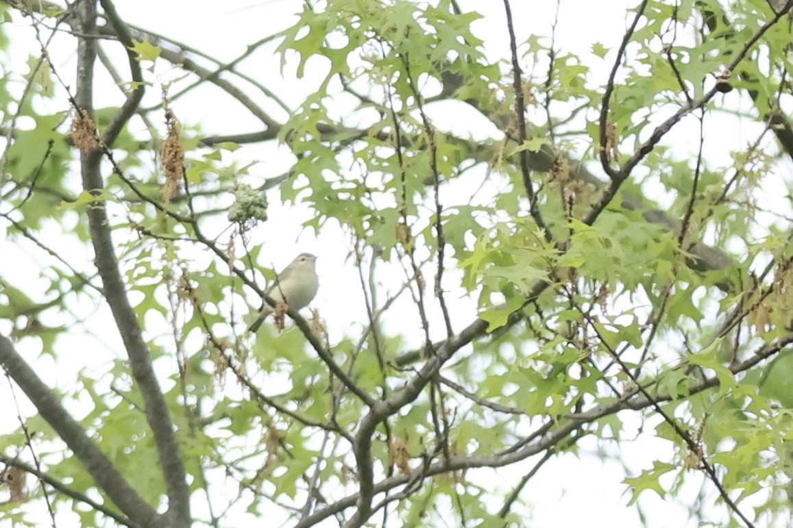 Warbling Vireo - ML620649750