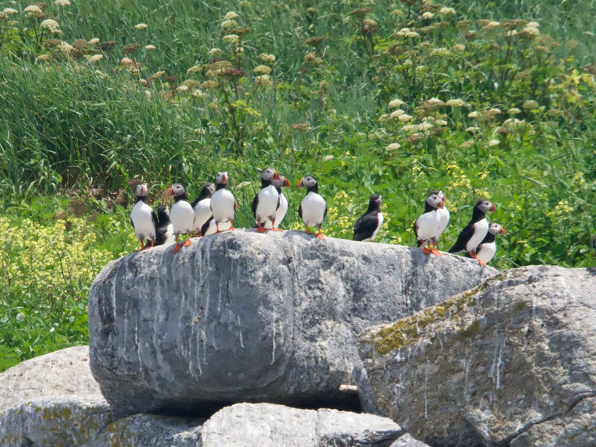 Atlantic Puffin - ML620649751