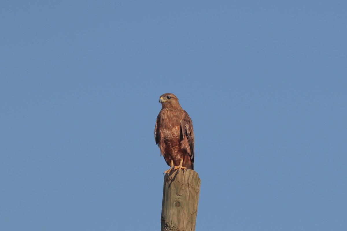 Common Buzzard - ML620649752