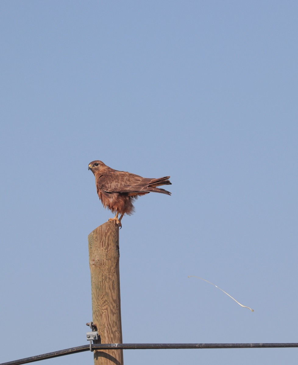 Common Buzzard - Koray Öğreten