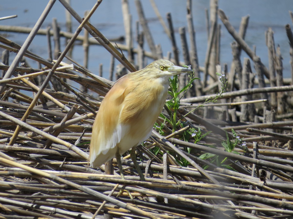 Squacco Heron - ML620649757