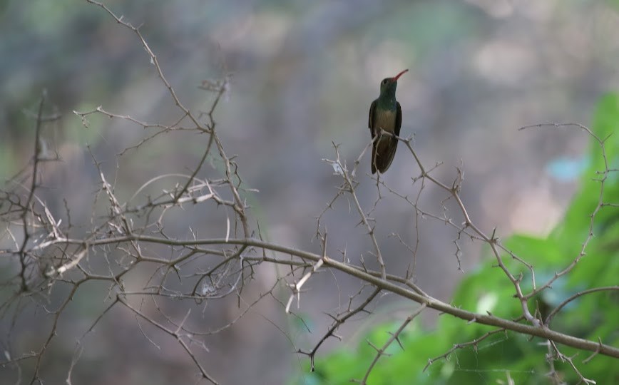 Buff-bellied Hummingbird - Kevin Sarsfield
