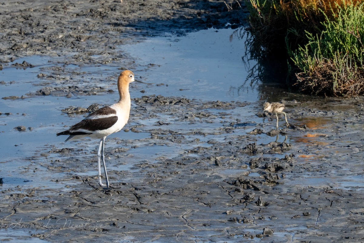 Avocette d'Amérique - ML620649762