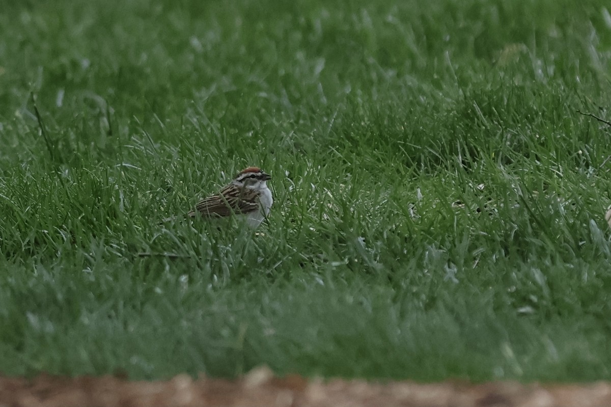 Chipping Sparrow - ML620649766