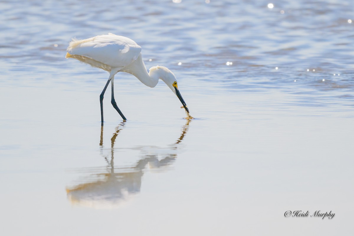 Snowy Egret - ML620649771