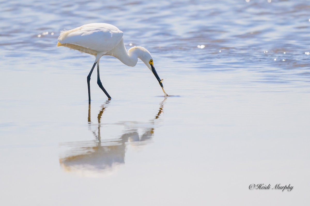 Snowy Egret - ML620649773