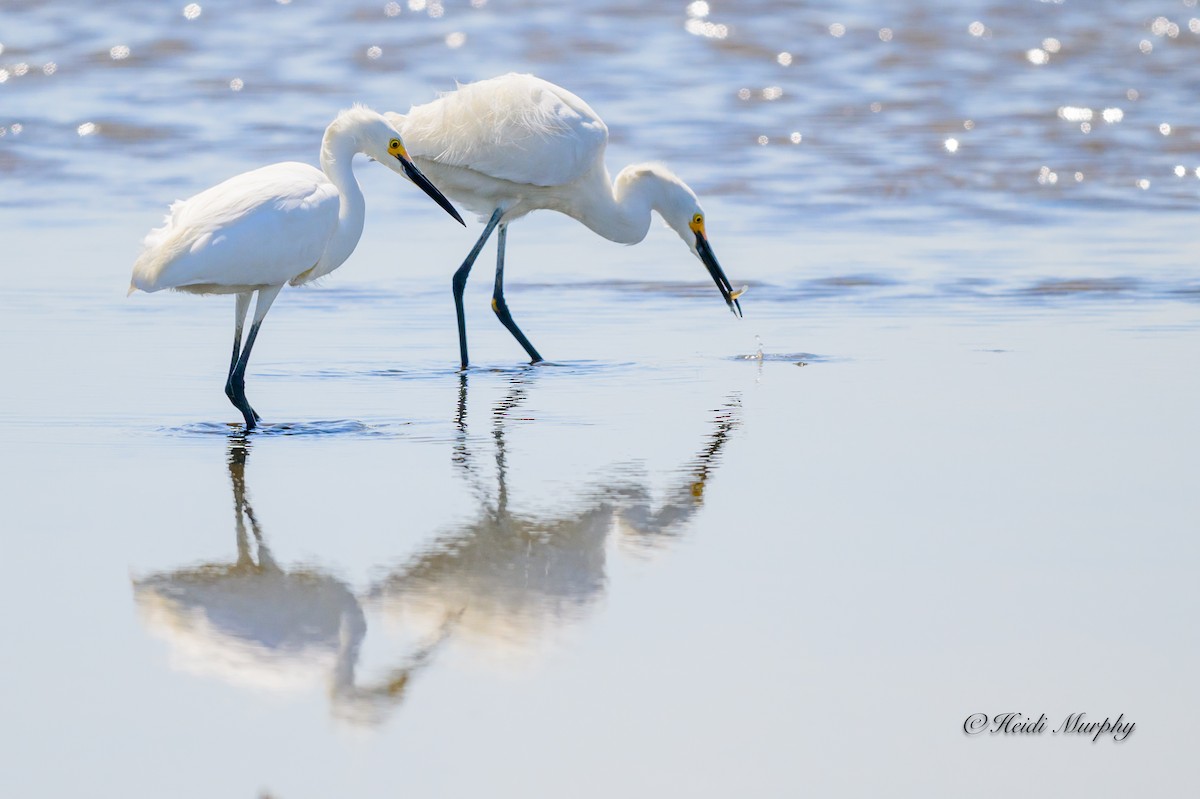 Snowy Egret - ML620649775