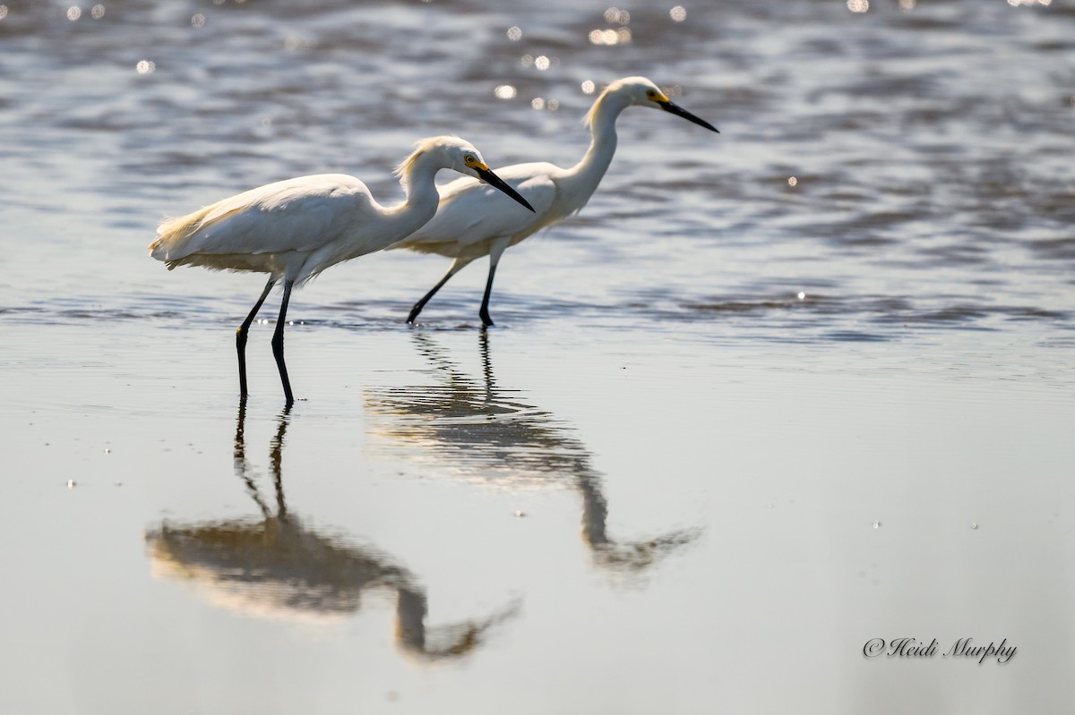 Snowy Egret - ML620649779