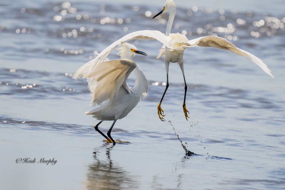 Snowy Egret - ML620649780