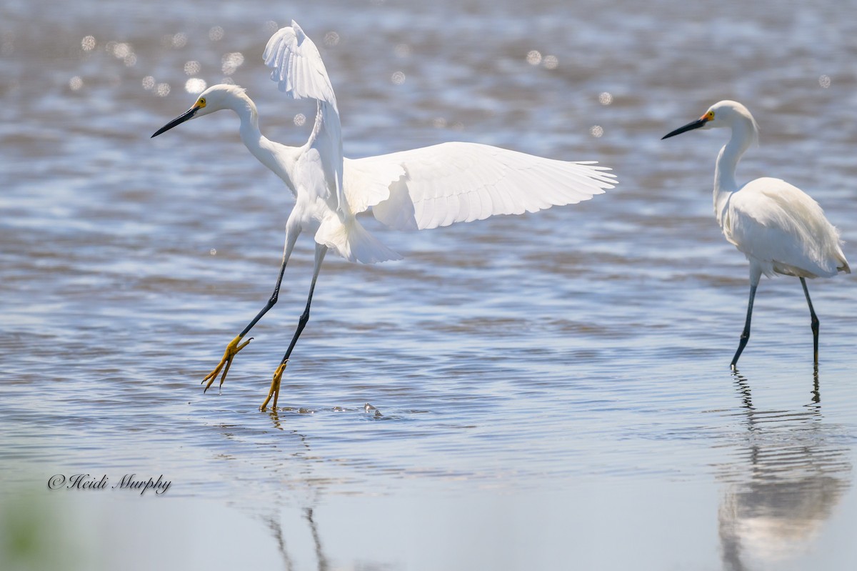 Snowy Egret - Heidi Murphy