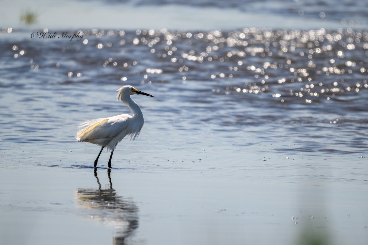 Snowy Egret - ML620649786