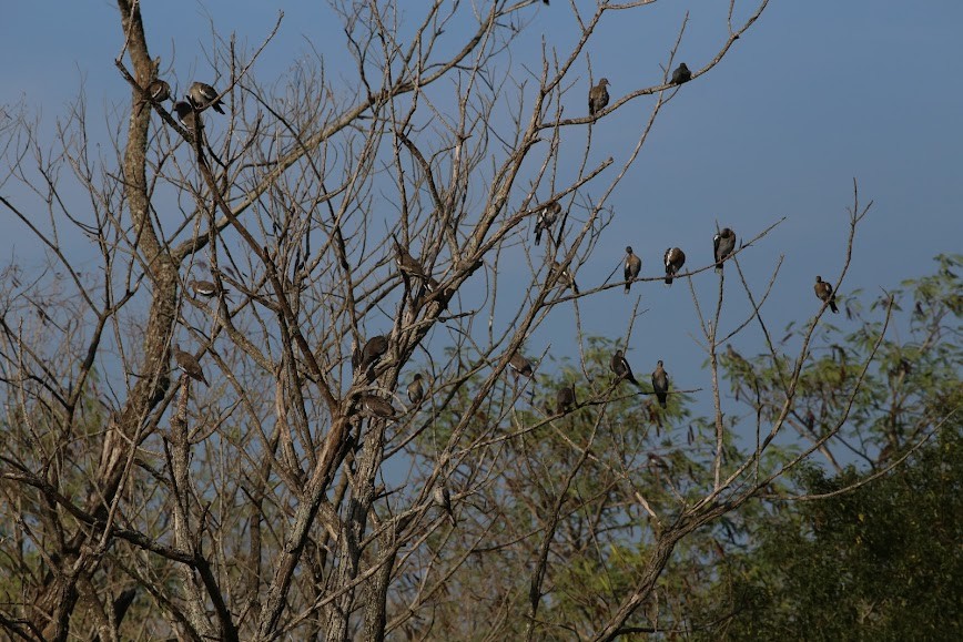 White-winged Dove - ML620649790