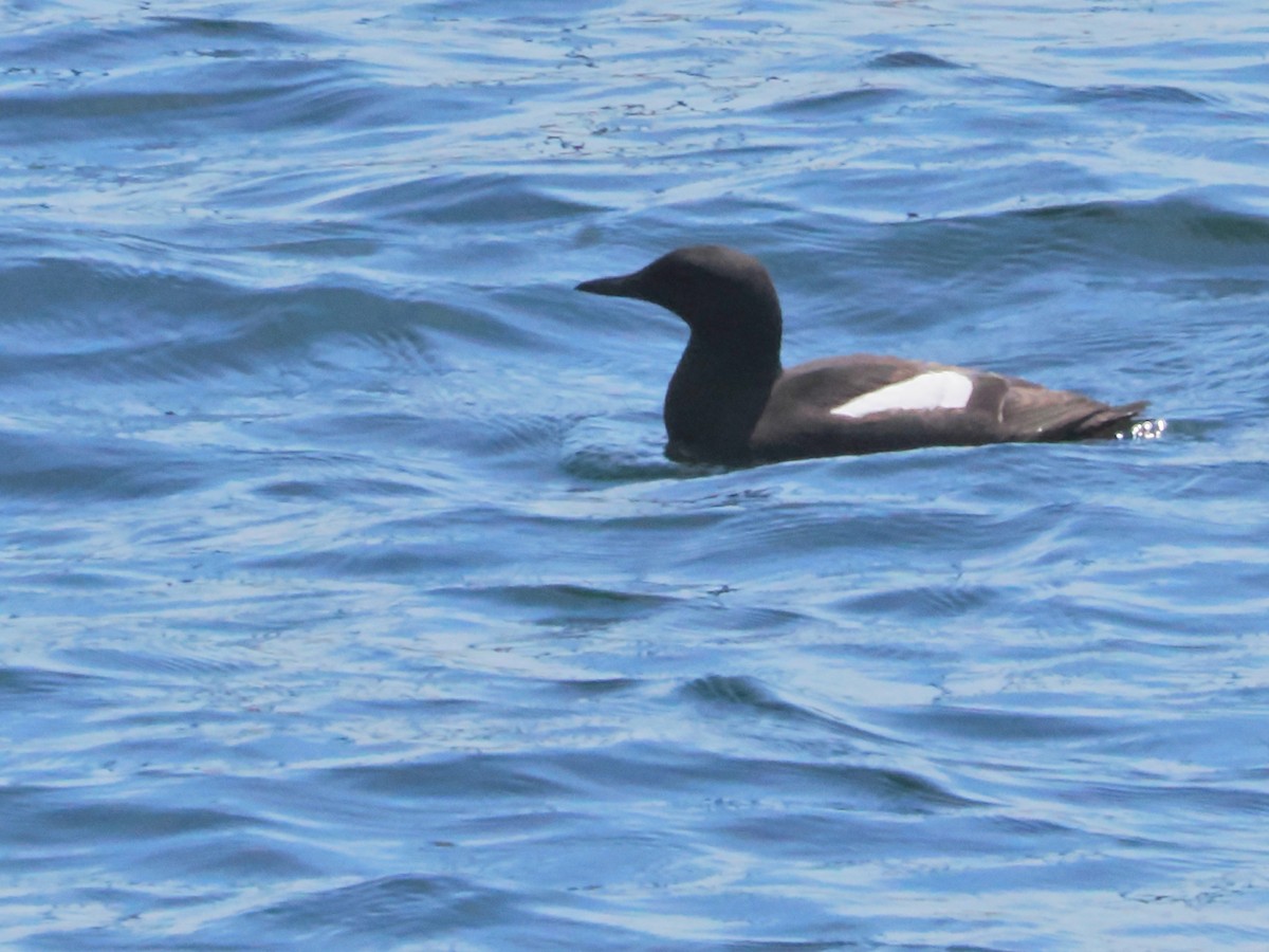 Black Guillemot - ML620649791