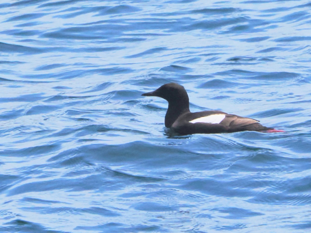 Black Guillemot - ML620649792