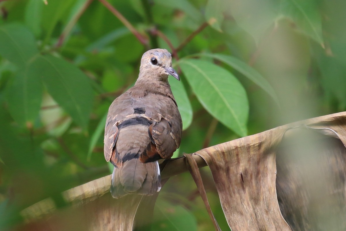 Blue-spotted Wood-Dove - ML620649794