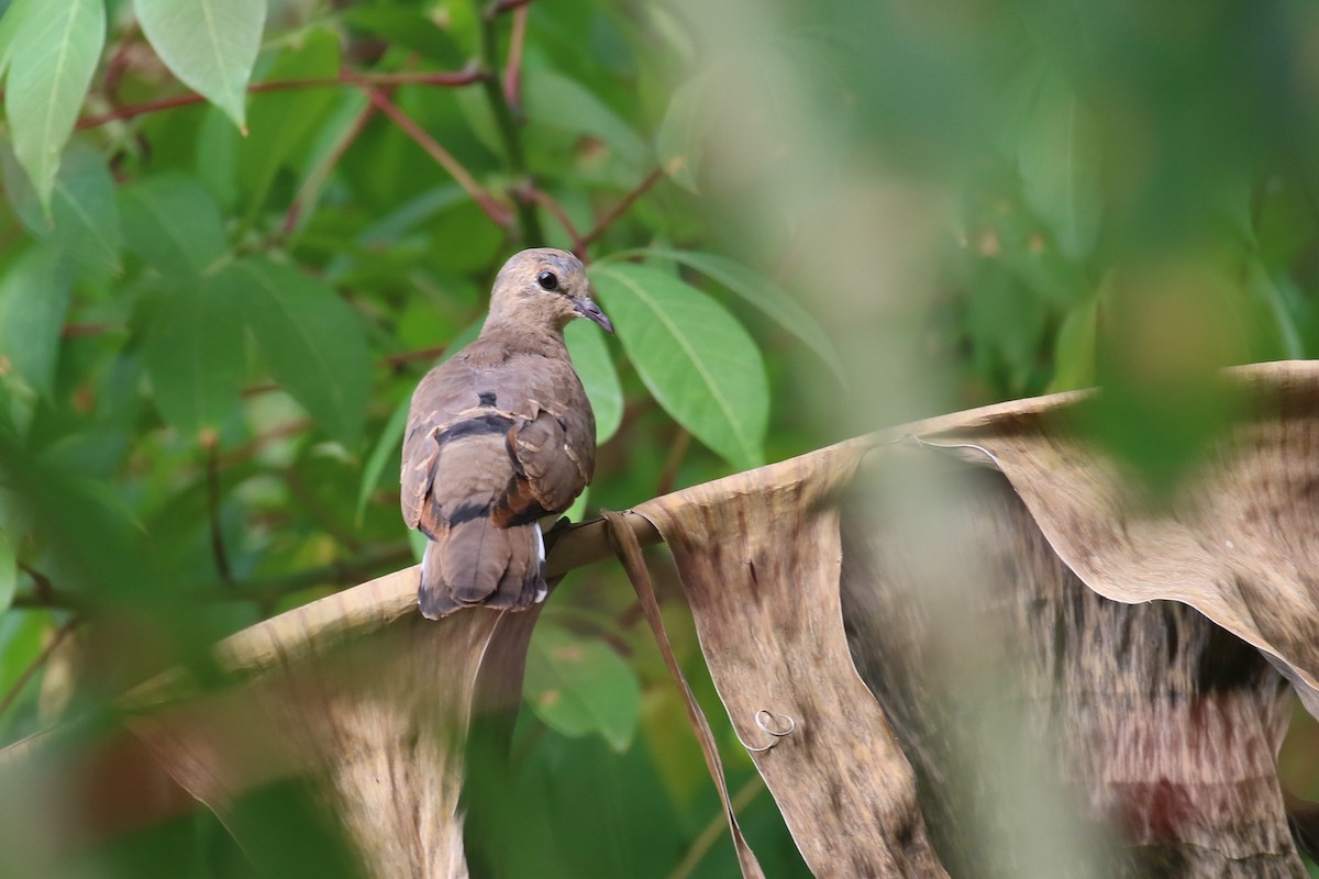 Blue-spotted Wood-Dove - ML620649795