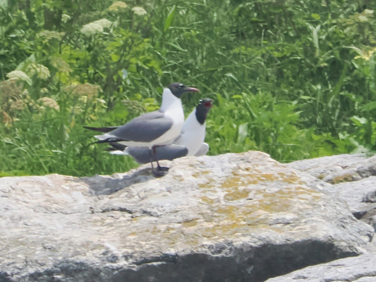 Laughing Gull - ML620649799