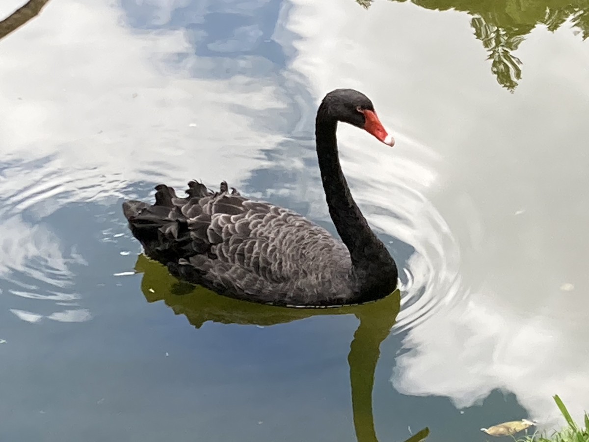 Black Swan - James Cooper