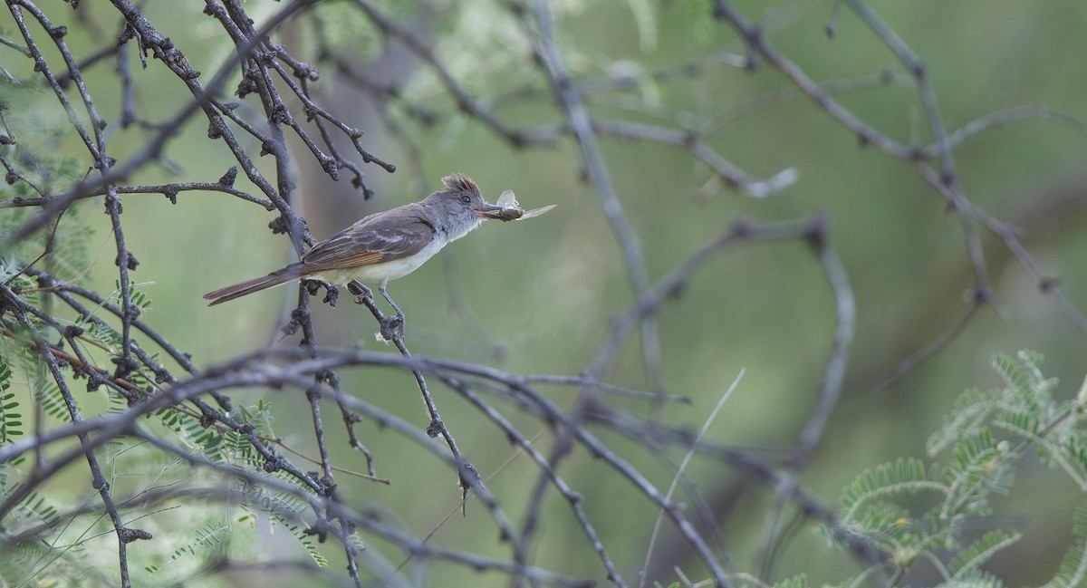 Ash-throated Flycatcher - ML620649808