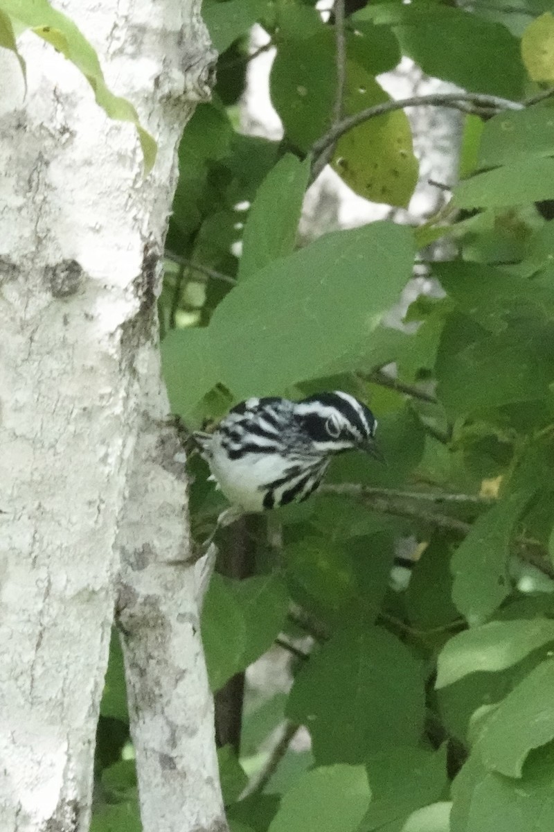 Black-and-white Warbler - ML620649813