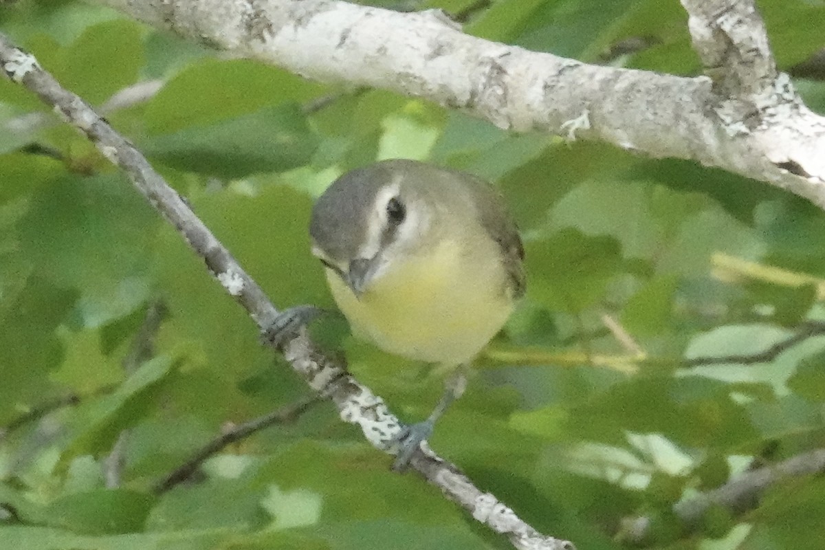 Philadelphia Vireo - ML620649819