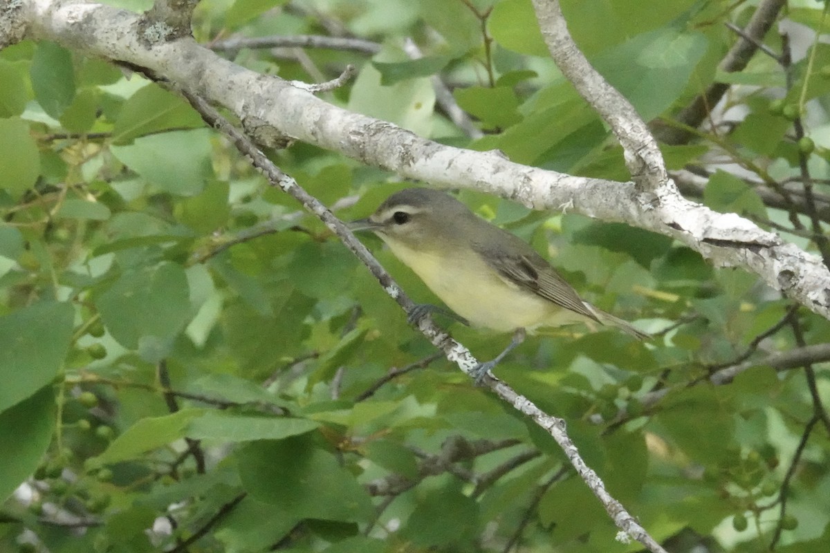 Philadelphia Vireo - ML620649820