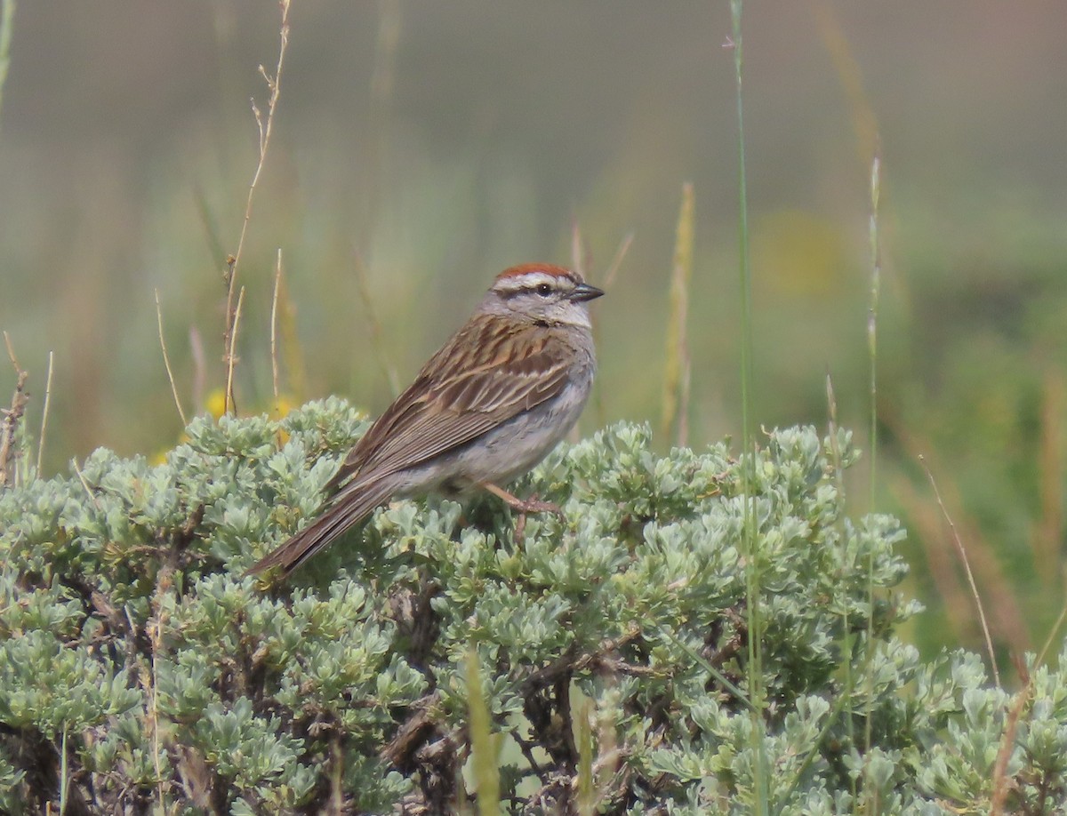 Chipping Sparrow - ML620649822