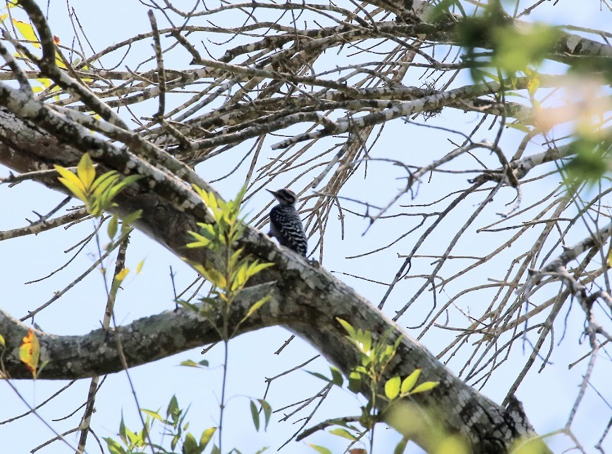 Ladder-backed Woodpecker - ML620649823