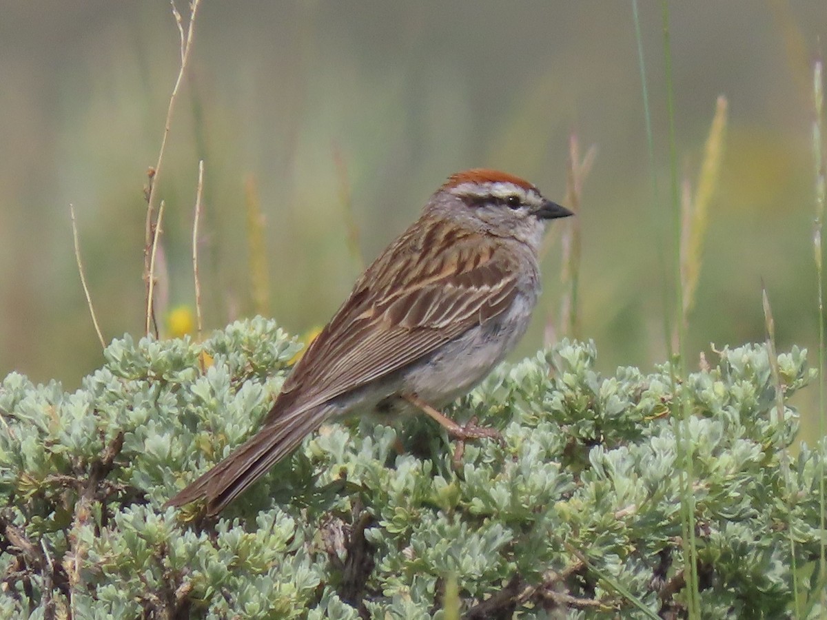 Chipping Sparrow - ML620649824