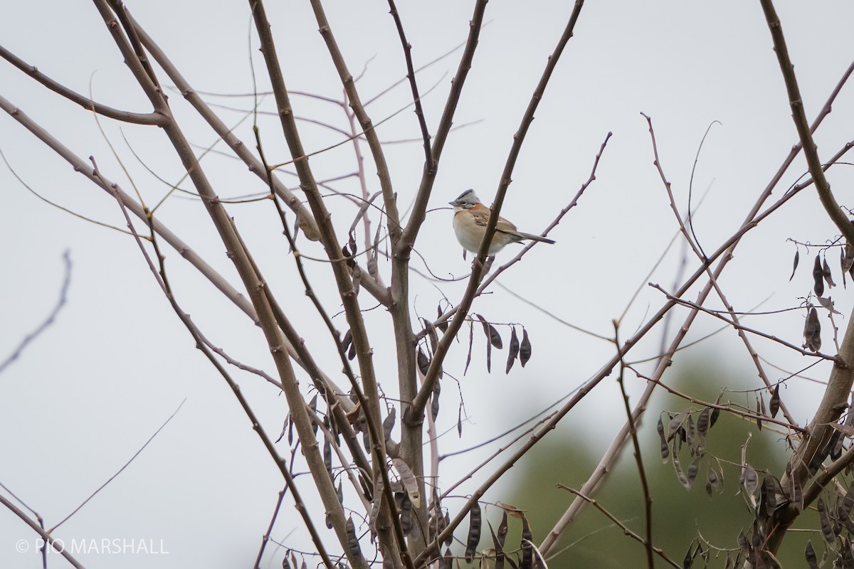 Rufous-collared Sparrow - ML620649825