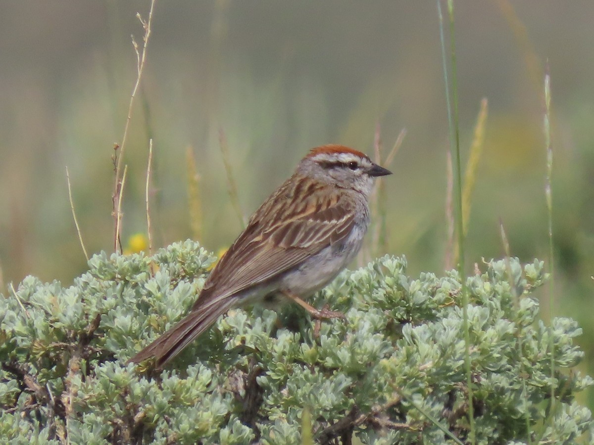 Chipping Sparrow - ML620649827