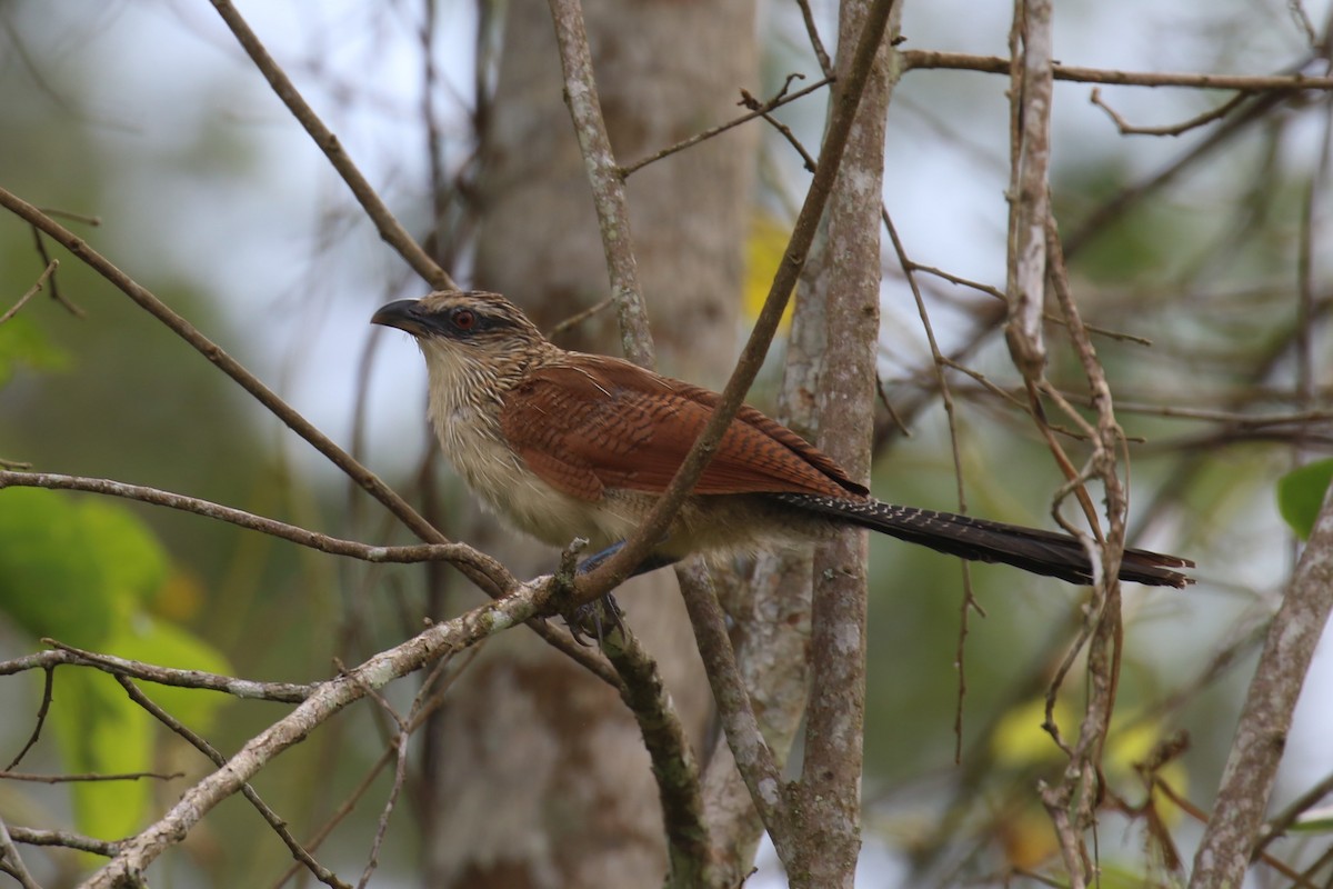 White-browed Coucal - ML620649828