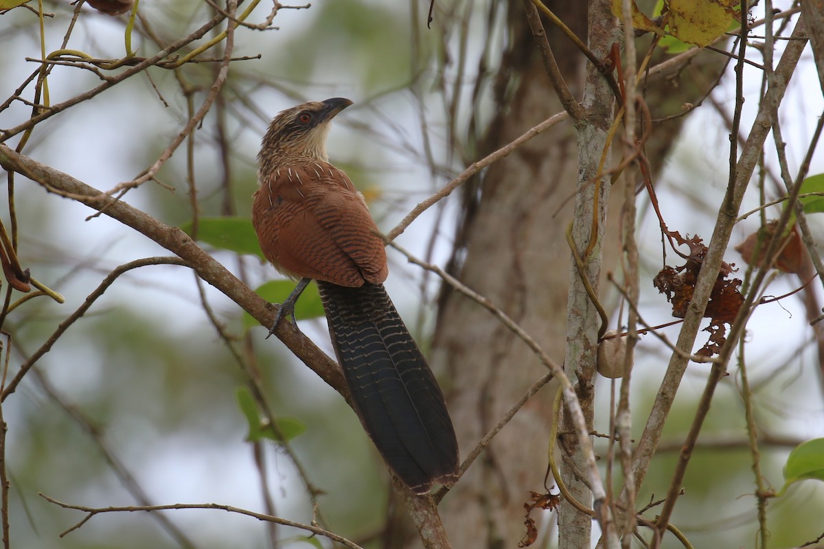 Coucal à sourcils blancs - ML620649829