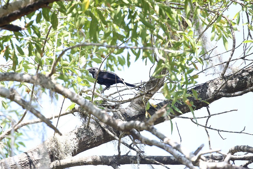 Groove-billed Ani - ML620649832